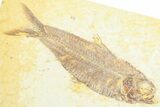 Detailed Fossil Fish (Knightia) - Wyoming #372335-1